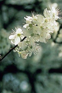 Bach 6 Cherry Plum (Corcodus)