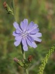 Bach 8 Chicory (Cicoare) 
