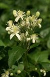 Bach 9 Clematis (Curpen)