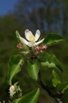 Bach 10 Crab Apple (Mar Paduret)