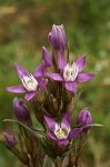 Bach 12 Gentian (Gentiana)