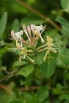 Bach 16 Honeysuckle (Caprifoi)