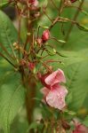 Bach 18 Impatiens (Slabanog)