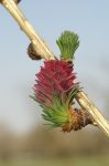 Bach 19 Larch (Larita)