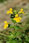 Bach 20 Mimulus (Cretisoara) 