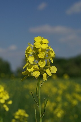BACH 21 MUSTARD ( MUȘTAR SĂLBATIC )