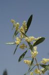 Bach 23 Olive (Maslin) 