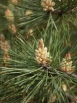 Bach 24 Pine (Pin)
