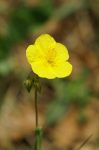 BACH 26 ROCK ROSE ( TRANDAFIR SĂLBATIC )