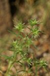 Bach 28 Scleranthus (Porumbar Salbatic) 