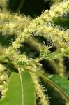Bach 30 Sweet Chestnut (Castan Comestibil)
