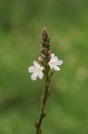 BACH 31  VERVAIN ( VERBINA )