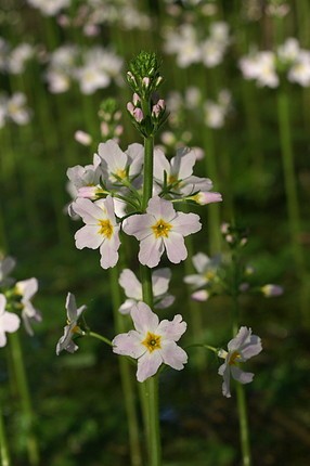 BACH 34 WATER VIOLET ( VIOREAUA DE BALTĂ )